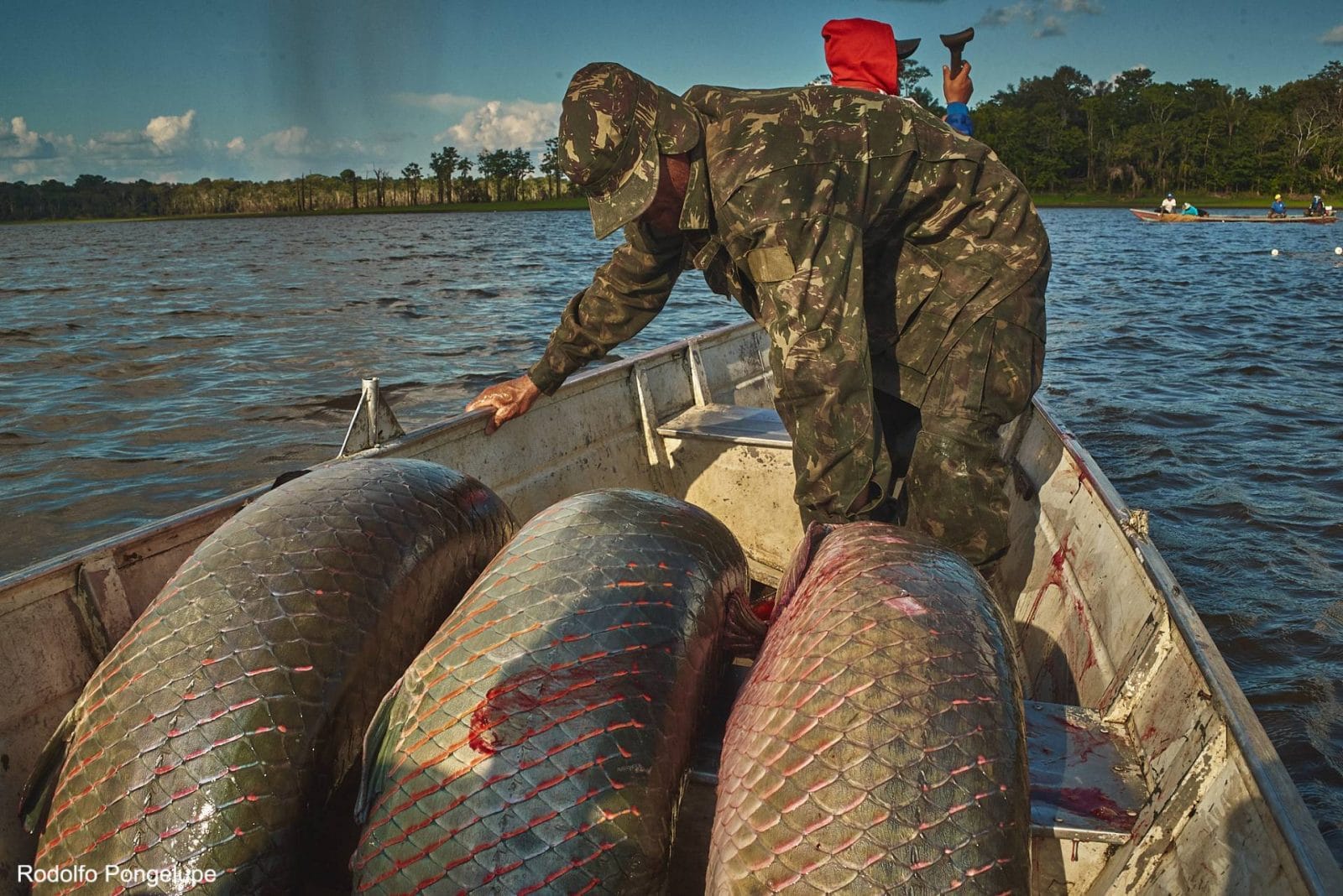 Manejadores de pirarucu são beneficiados com cursos para aprimorar processo de rastreabilidade do pescado - FAS